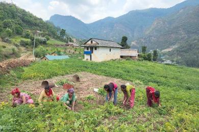 म्याग्दीका किसानलाई कृषि उत्पादन तथा पशुपालनमा अनुदान